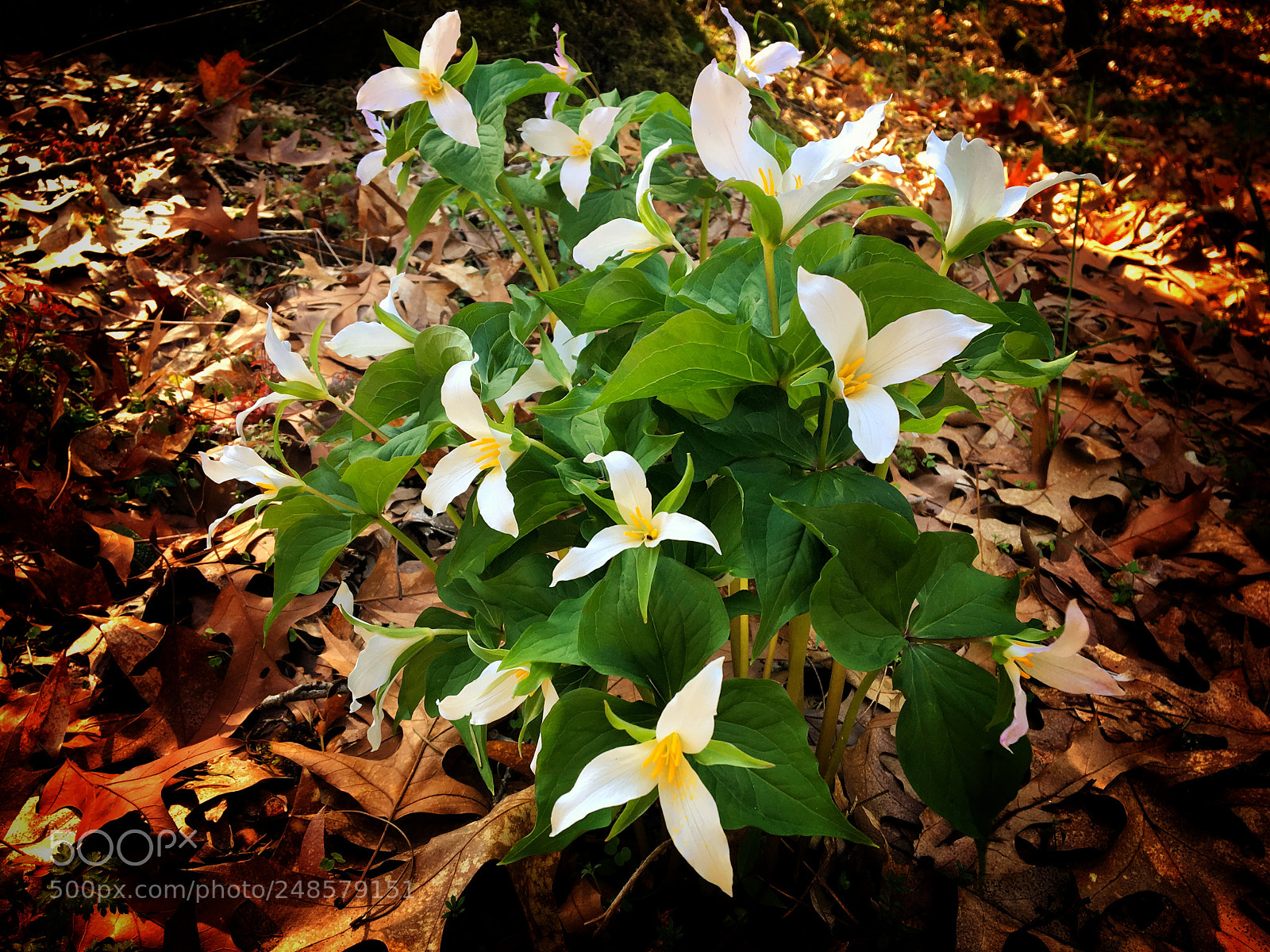 Apple iPhone 6s sample photo. Spring time trilliums photography