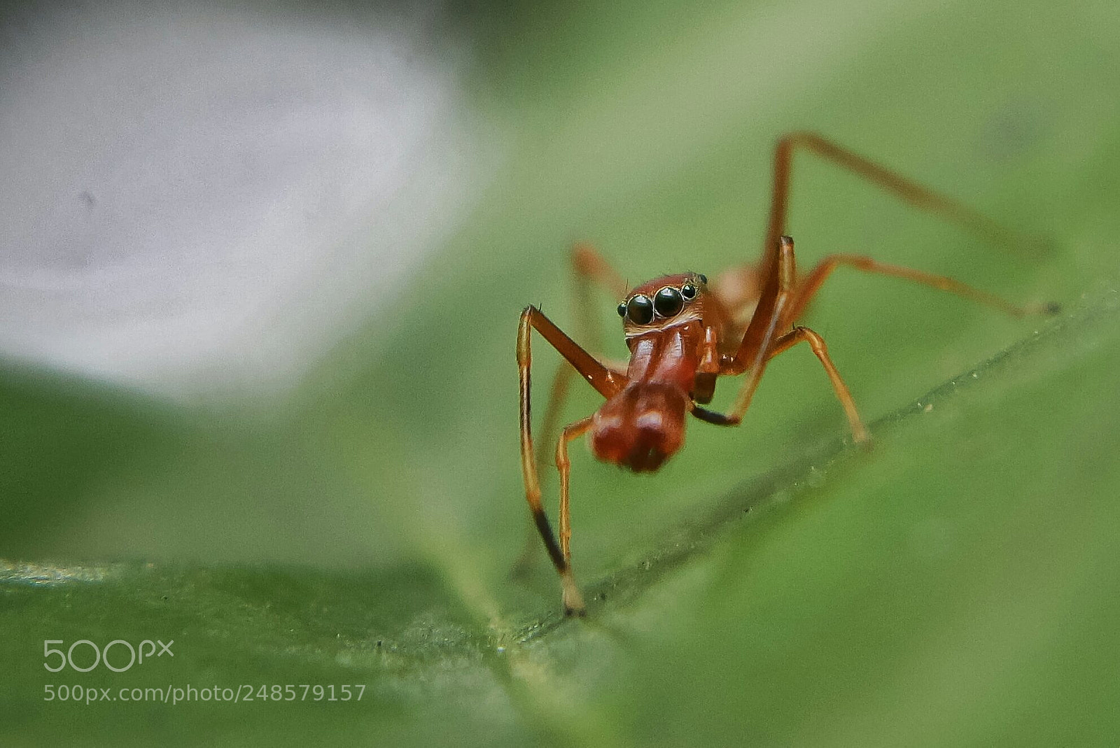 Canon EOS 1100D (EOS Rebel T3 / EOS Kiss X50) sample photo. Spider or ant ? photography