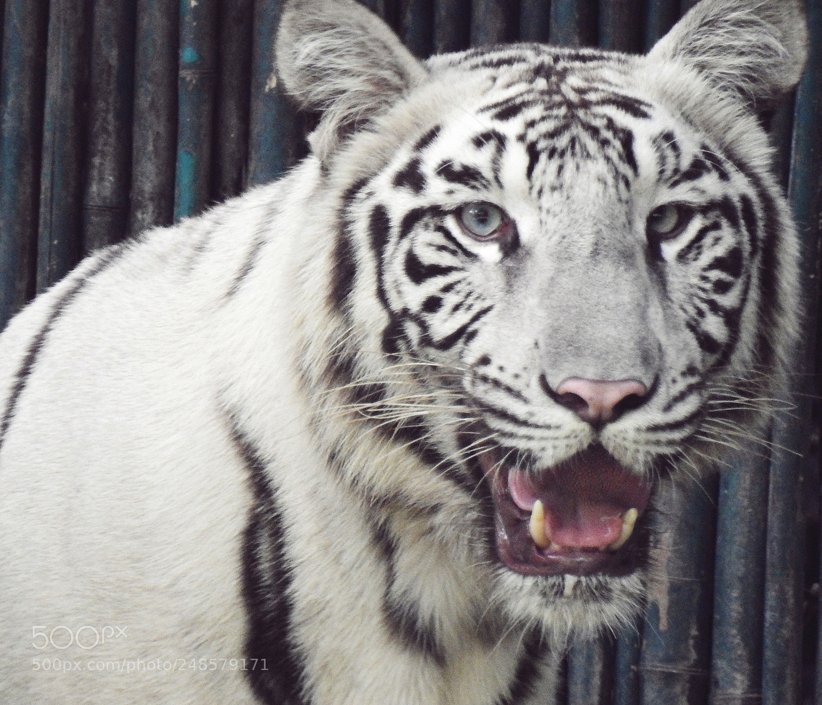 Nikon Coolpix P900 sample photo. The white tiger photography