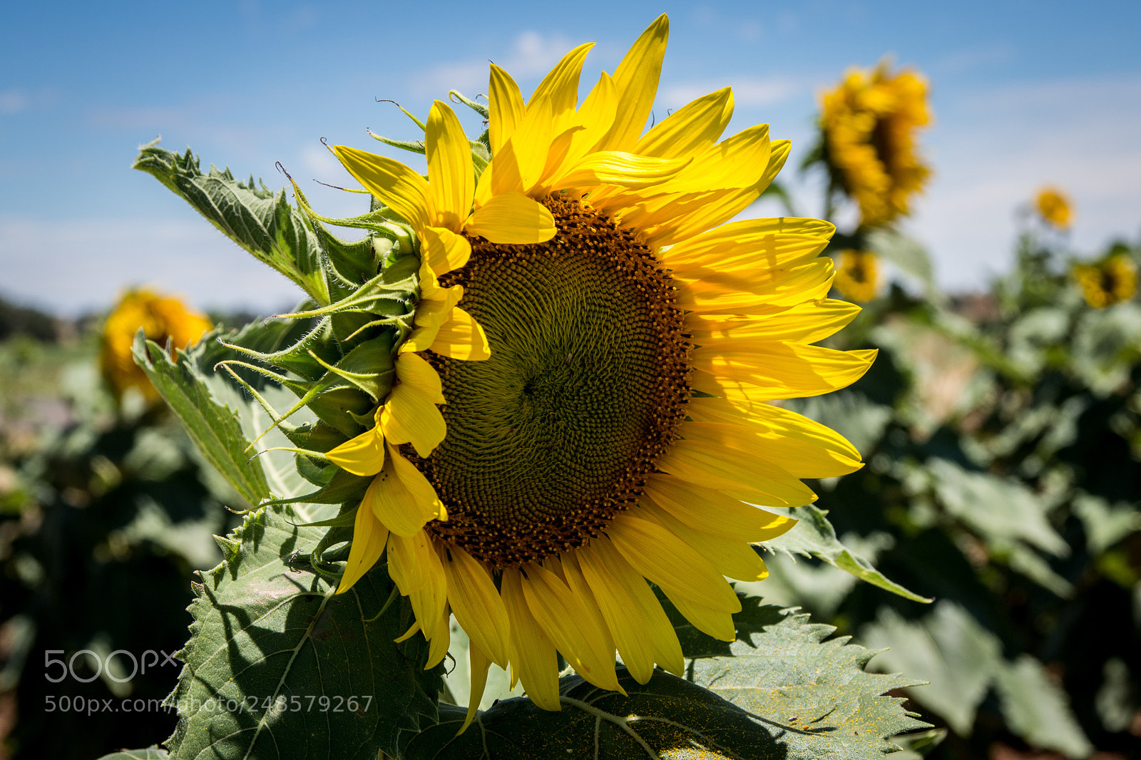Nikon D7200 sample photo. Flower of the sun photography
