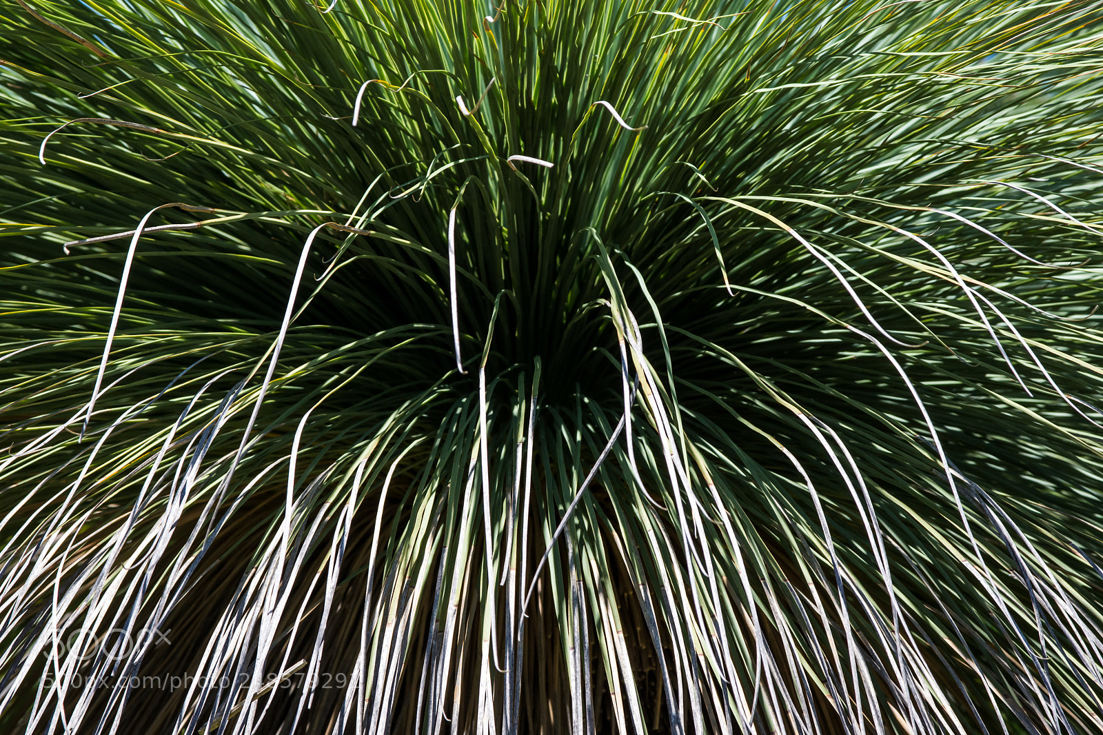 Nikon D7200 sample photo. Into the bushes photography