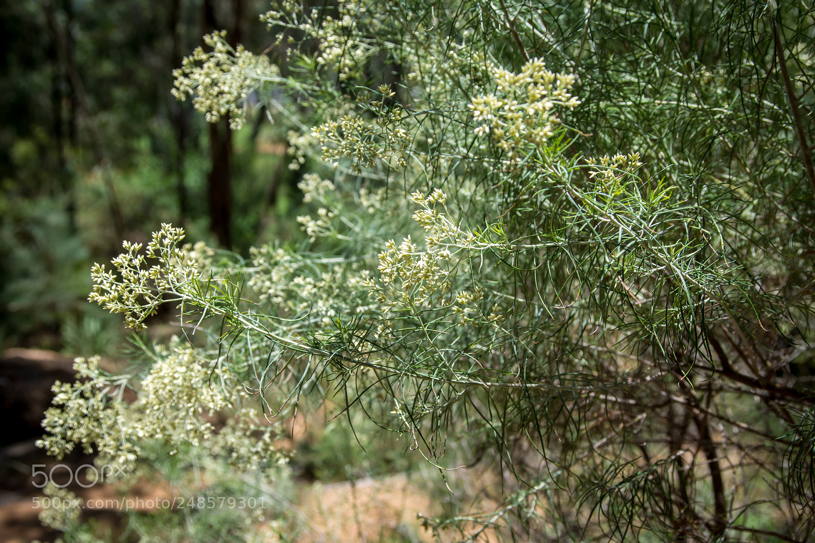 Nikon D7200 sample photo. Shades of green photography