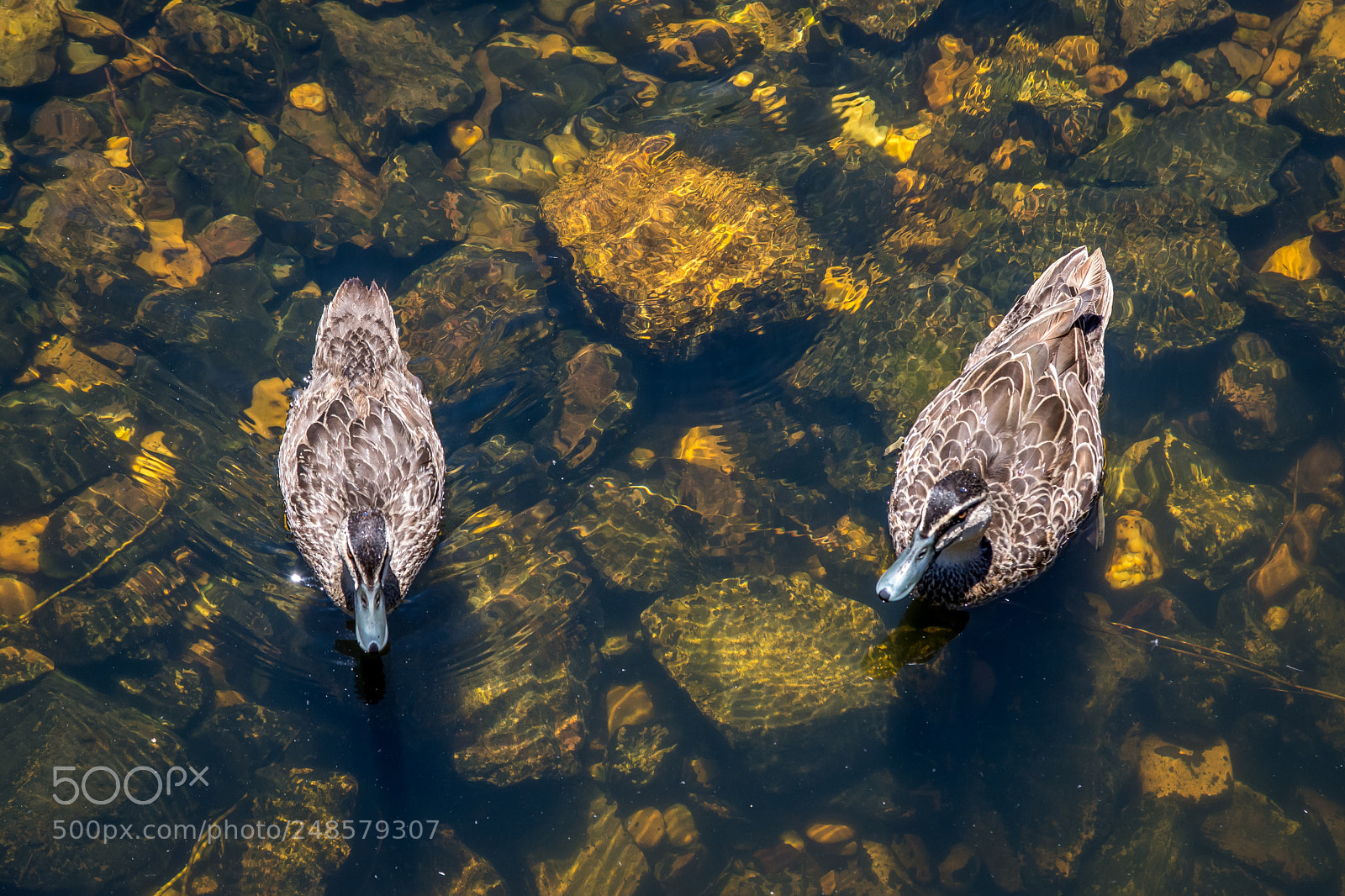 Nikon D7200 sample photo. Duck patrol photography