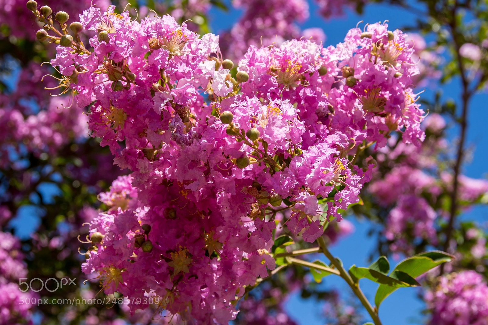 Nikon D7200 sample photo. Pink trees photography