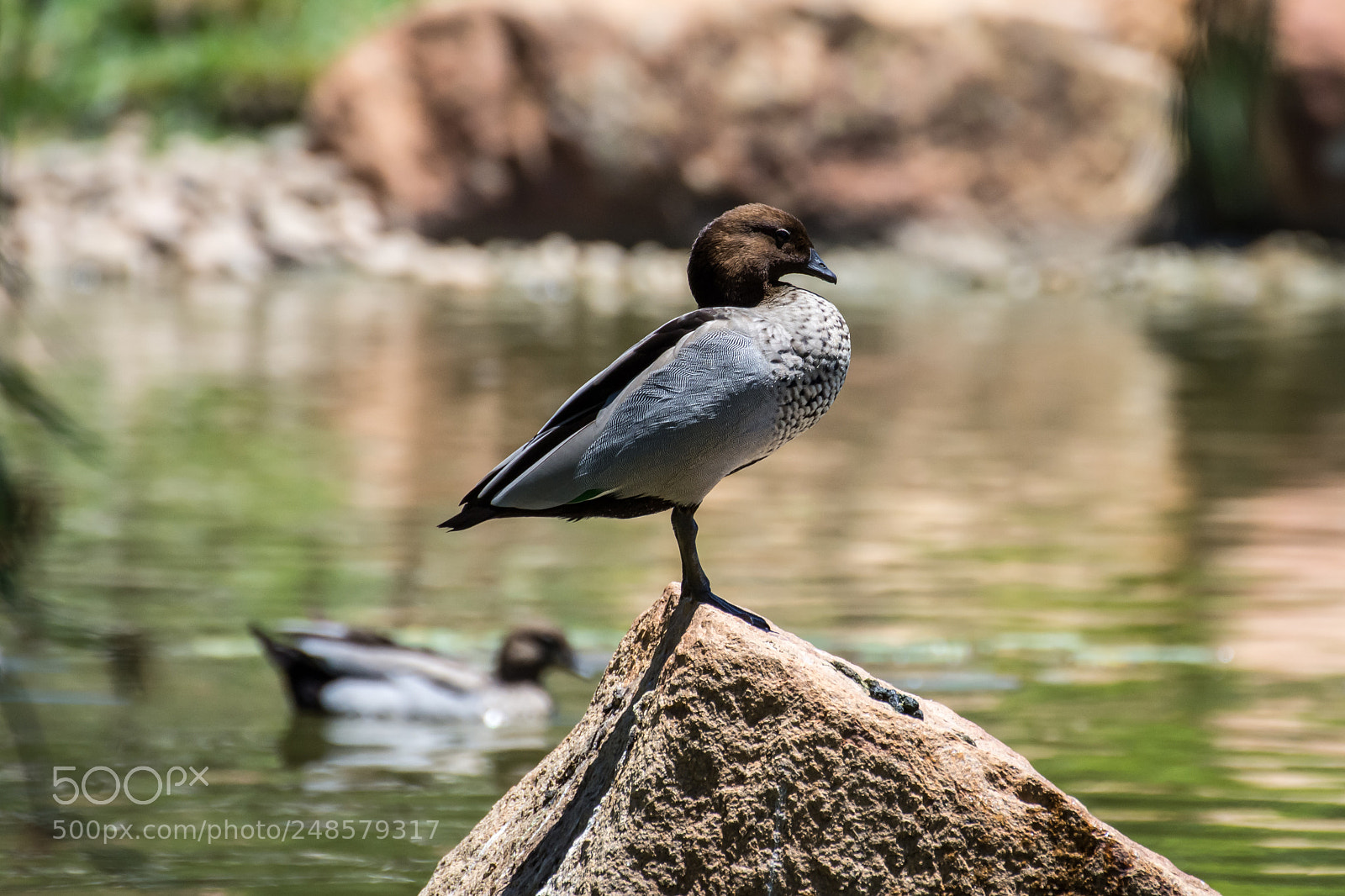 Nikon D7200 sample photo. Lone duck photography
