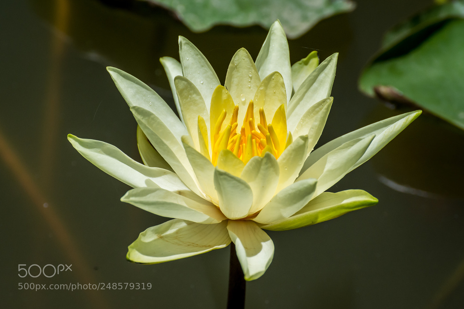 Nikon D7200 sample photo. Lotus flower photography
