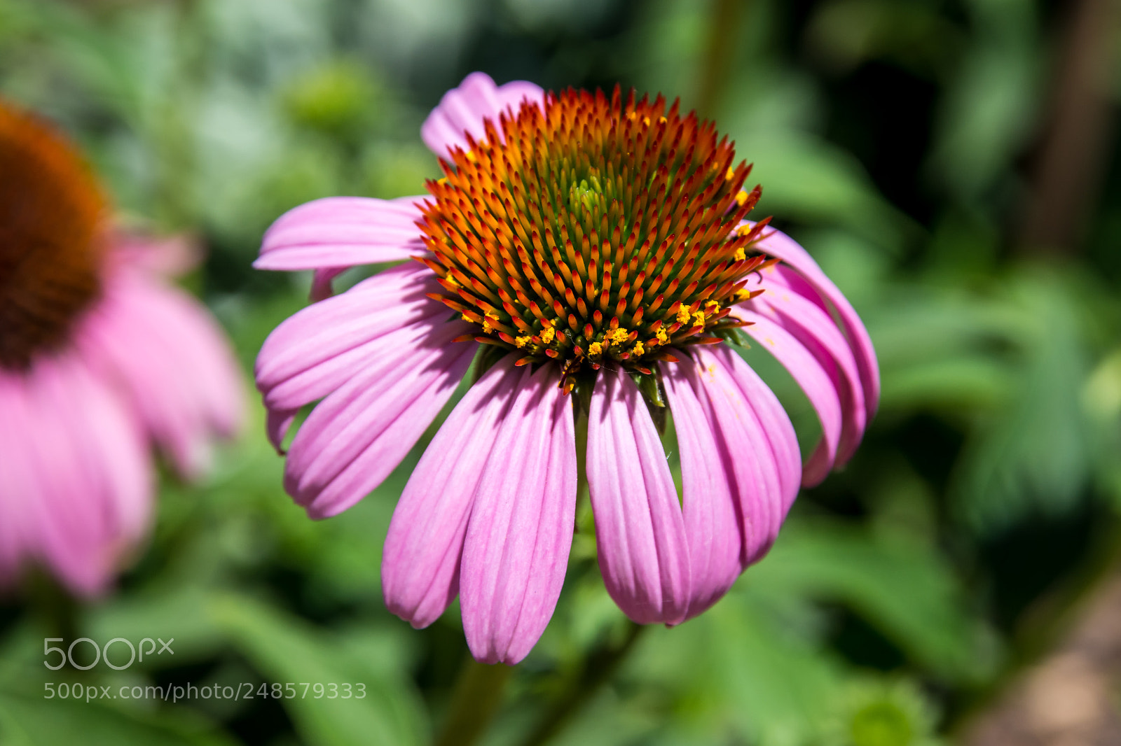 Nikon D7200 sample photo. Pink and shy photography