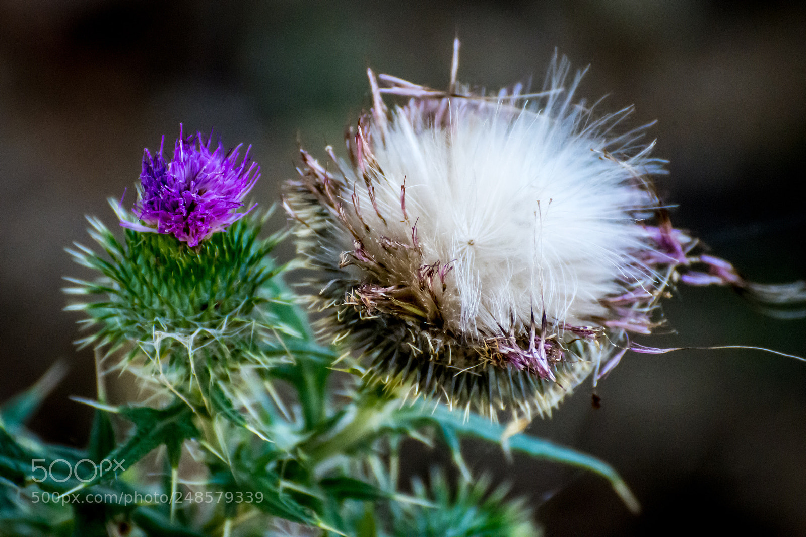Nikon D7200 sample photo. Spiky photography