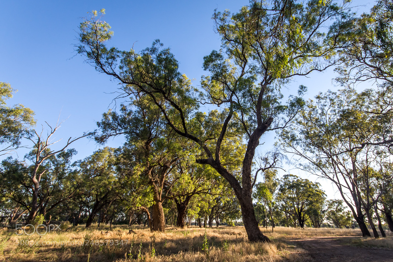 Nikon D7200 sample photo. Lit up trees photography