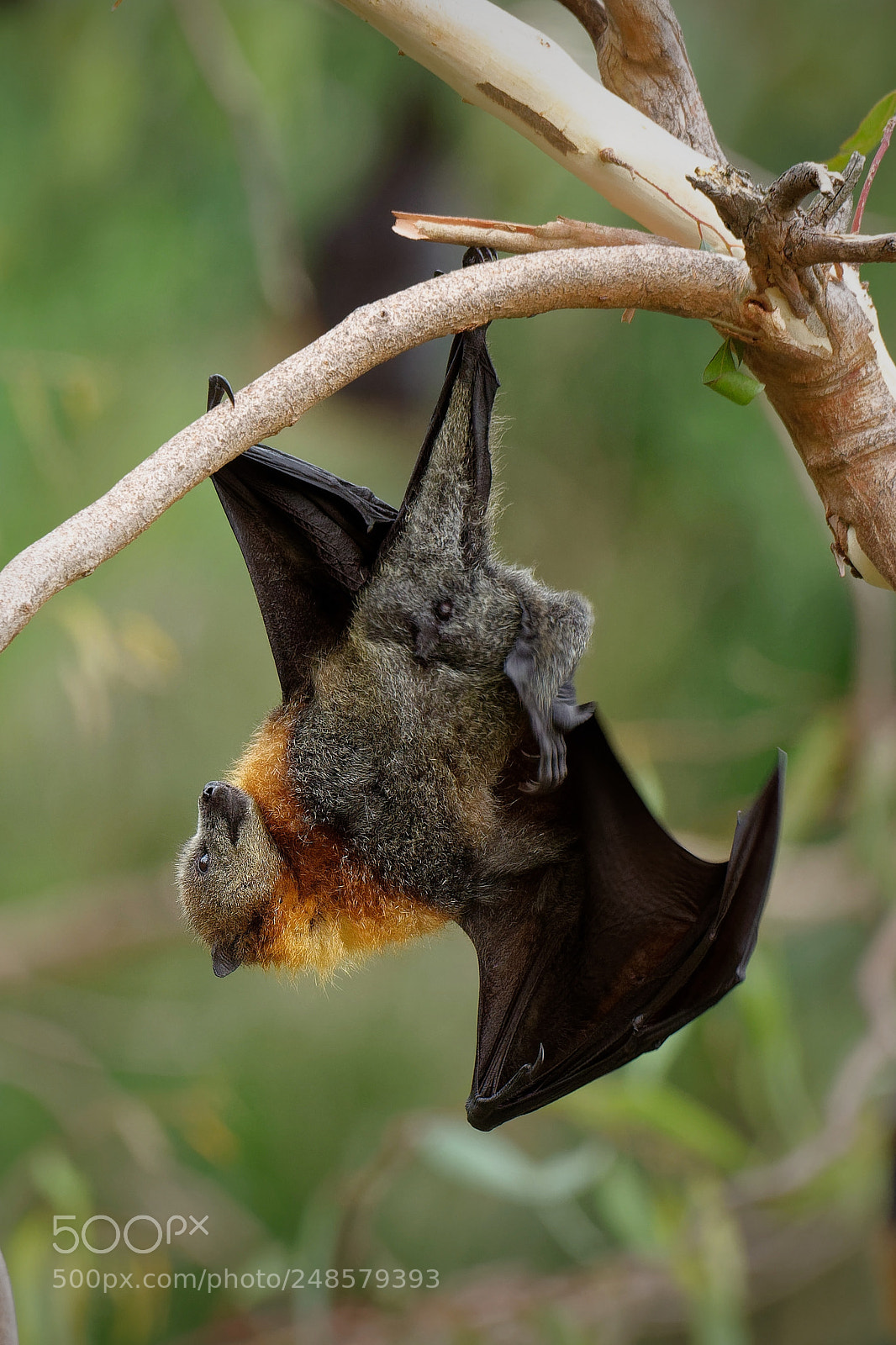 Nikon D800E sample photo. The grey-headed flying fox photography