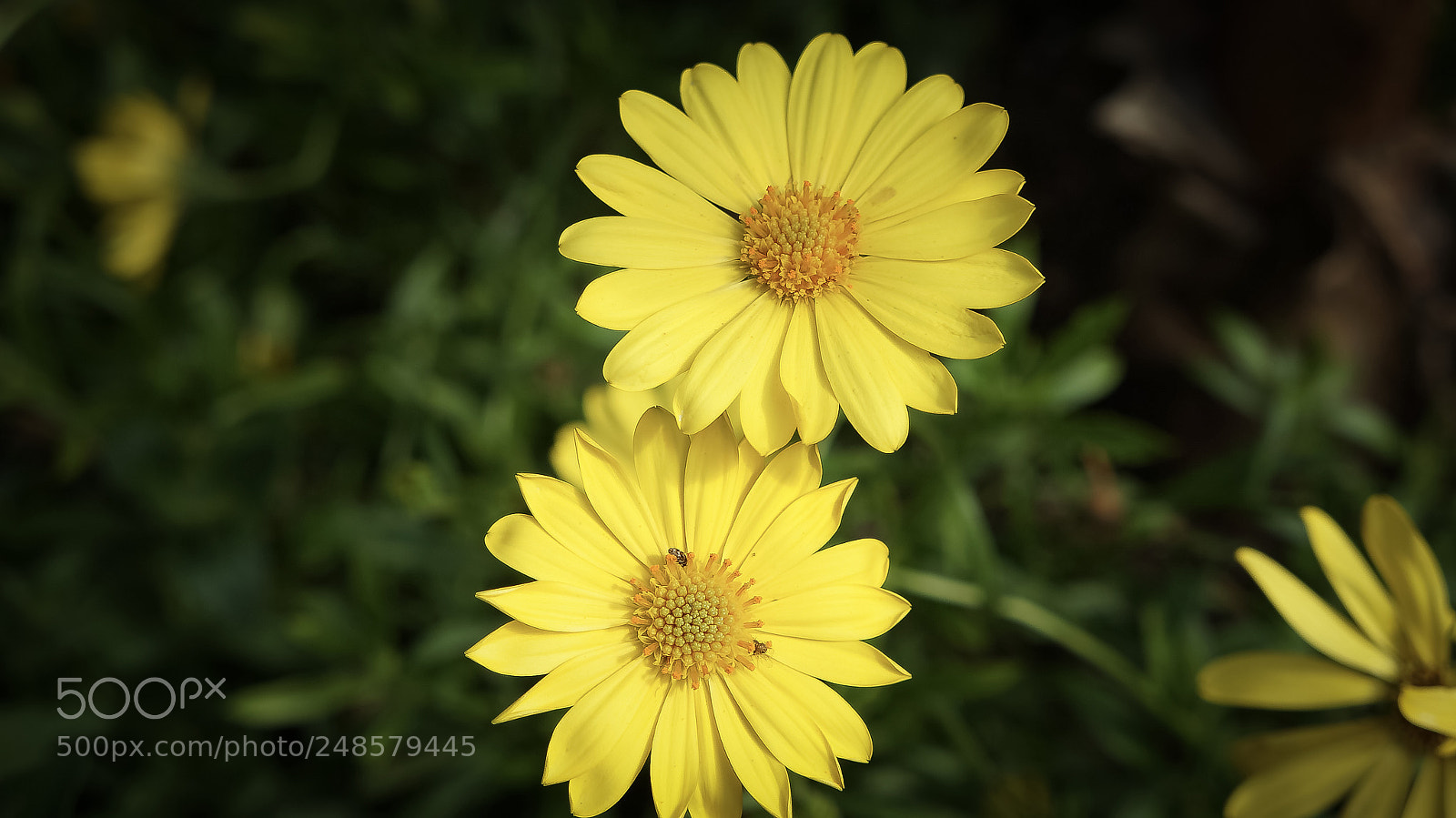 Sony Alpha NEX-5N sample photo. Bright & beautiful gerbera daisy photography