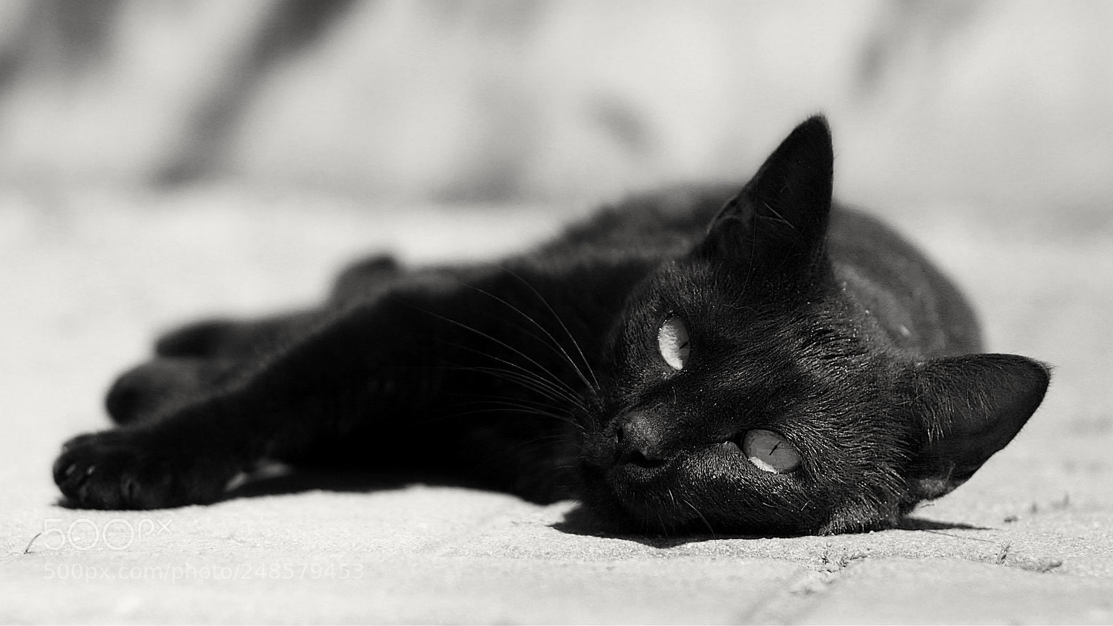 Canon EOS 650D (EOS Rebel T4i / EOS Kiss X6i) sample photo. Cat love photography