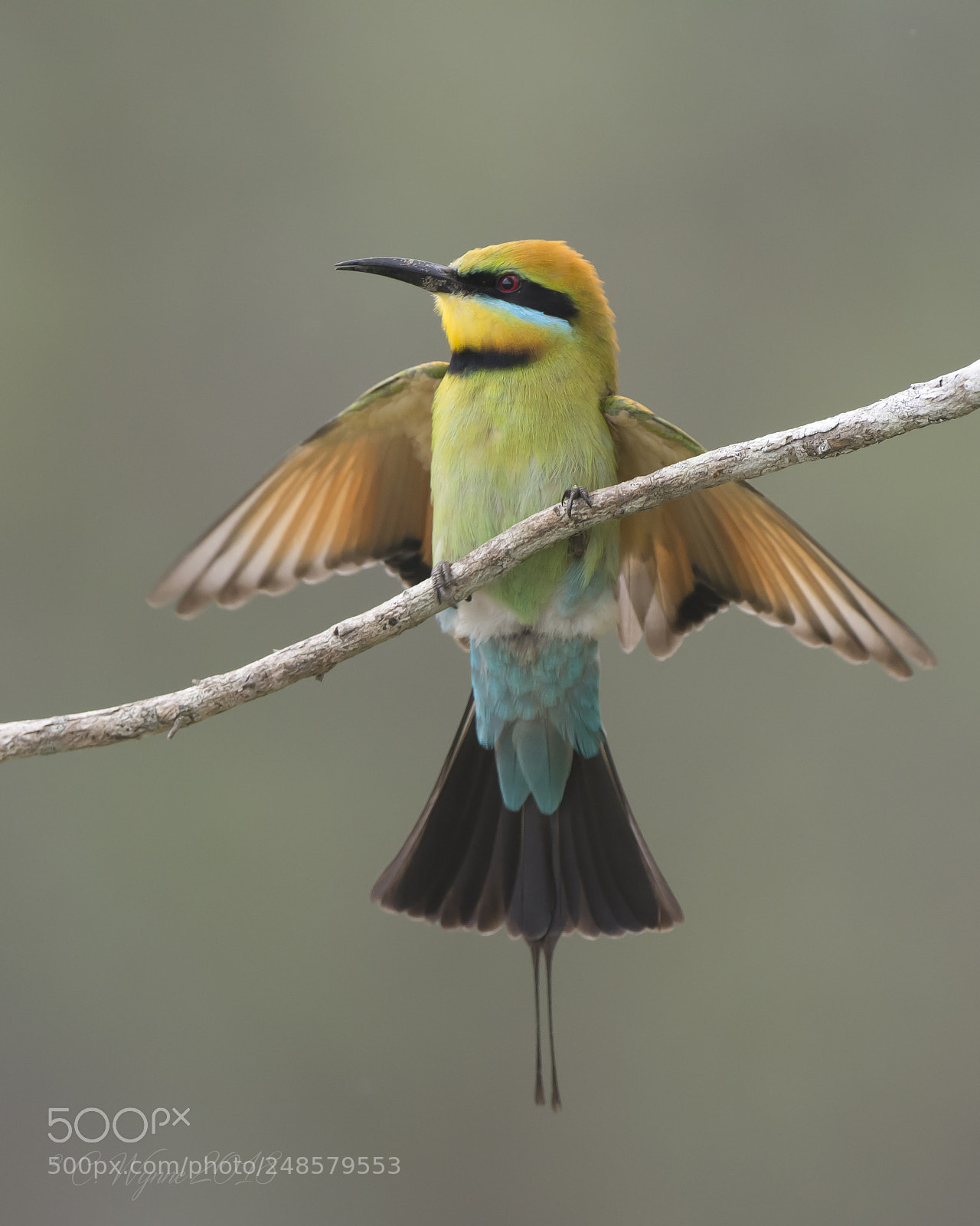 Nikon D7100 sample photo. Rainbow bee-eater (male) photography