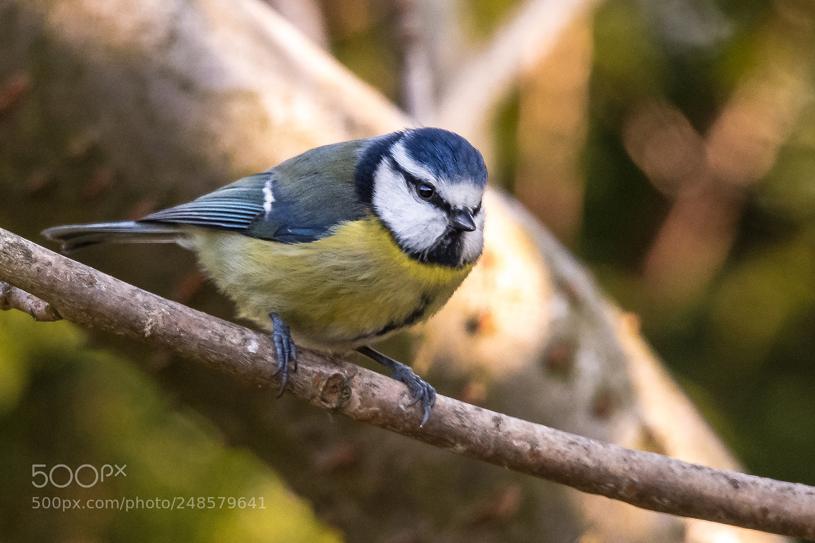 Nikon D850 sample photo. Superior blue tit photography
