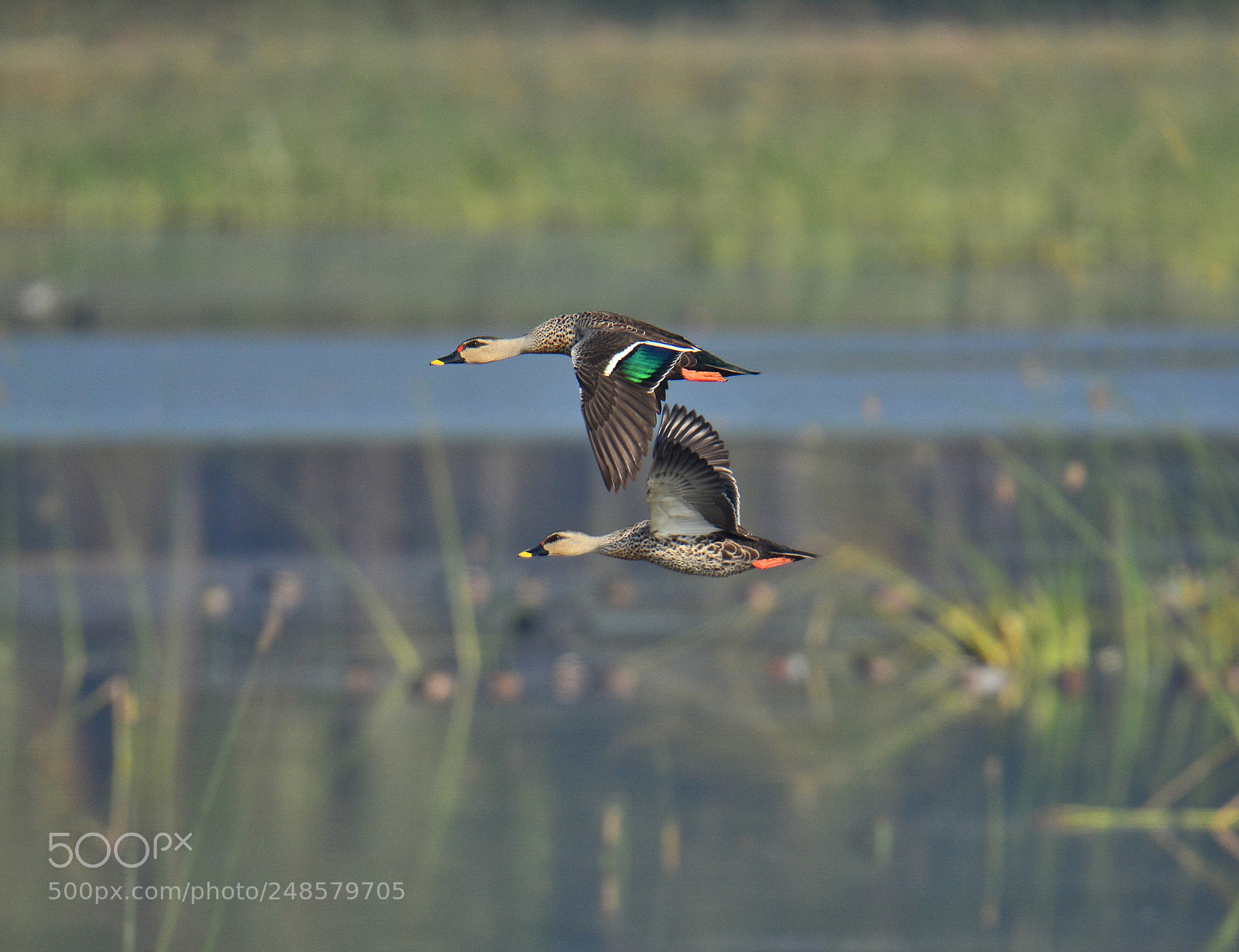 Nikon D5200 sample photo. Duo.. flight.. photography