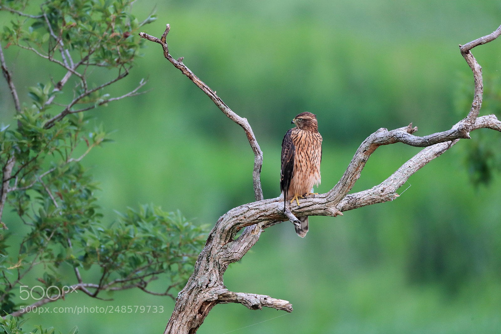 Canon EOS-1D X Mark II sample photo. オオタカ northern goshawk photography