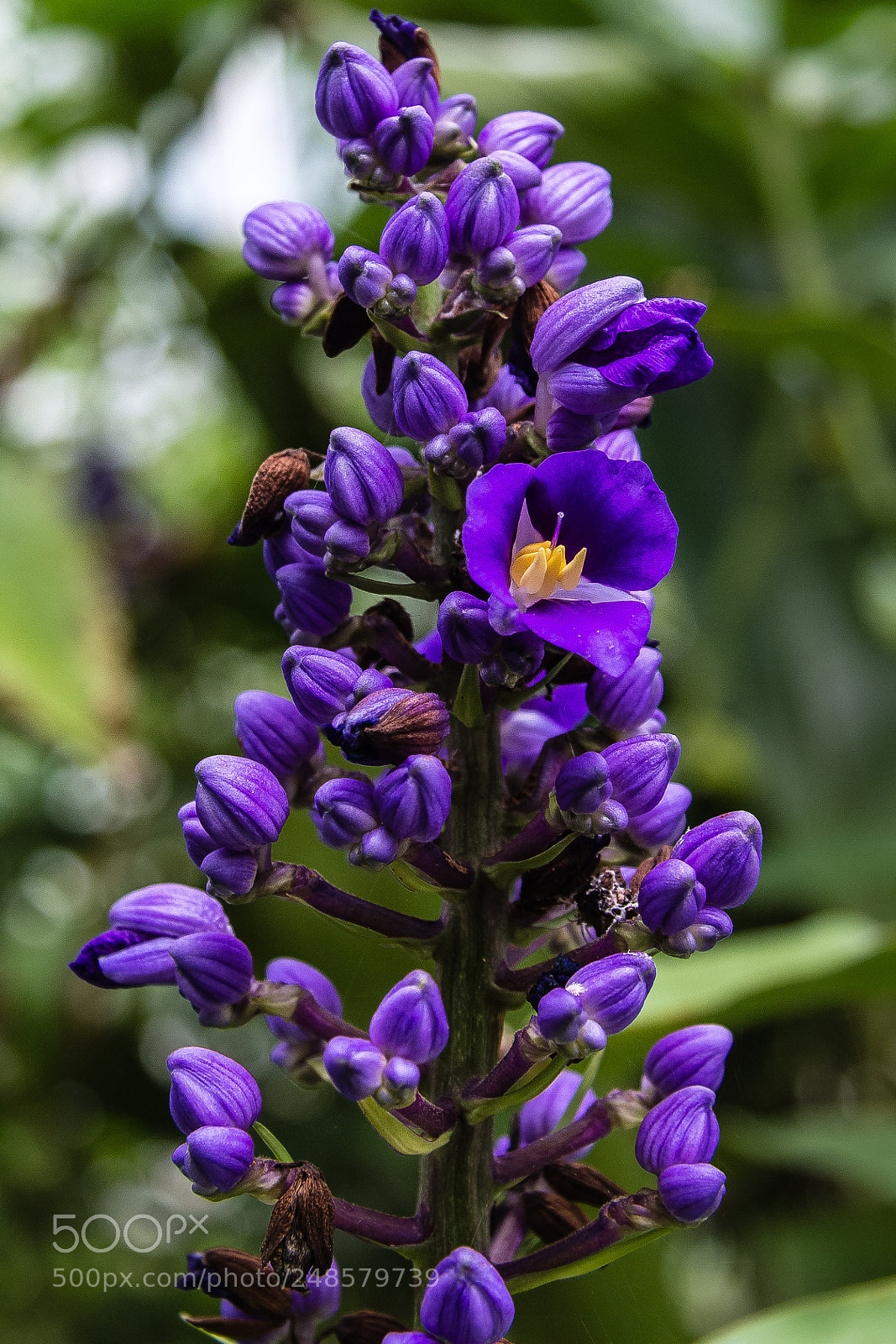 Canon EOS 60D sample photo. Dichorisandra thysiflora photography