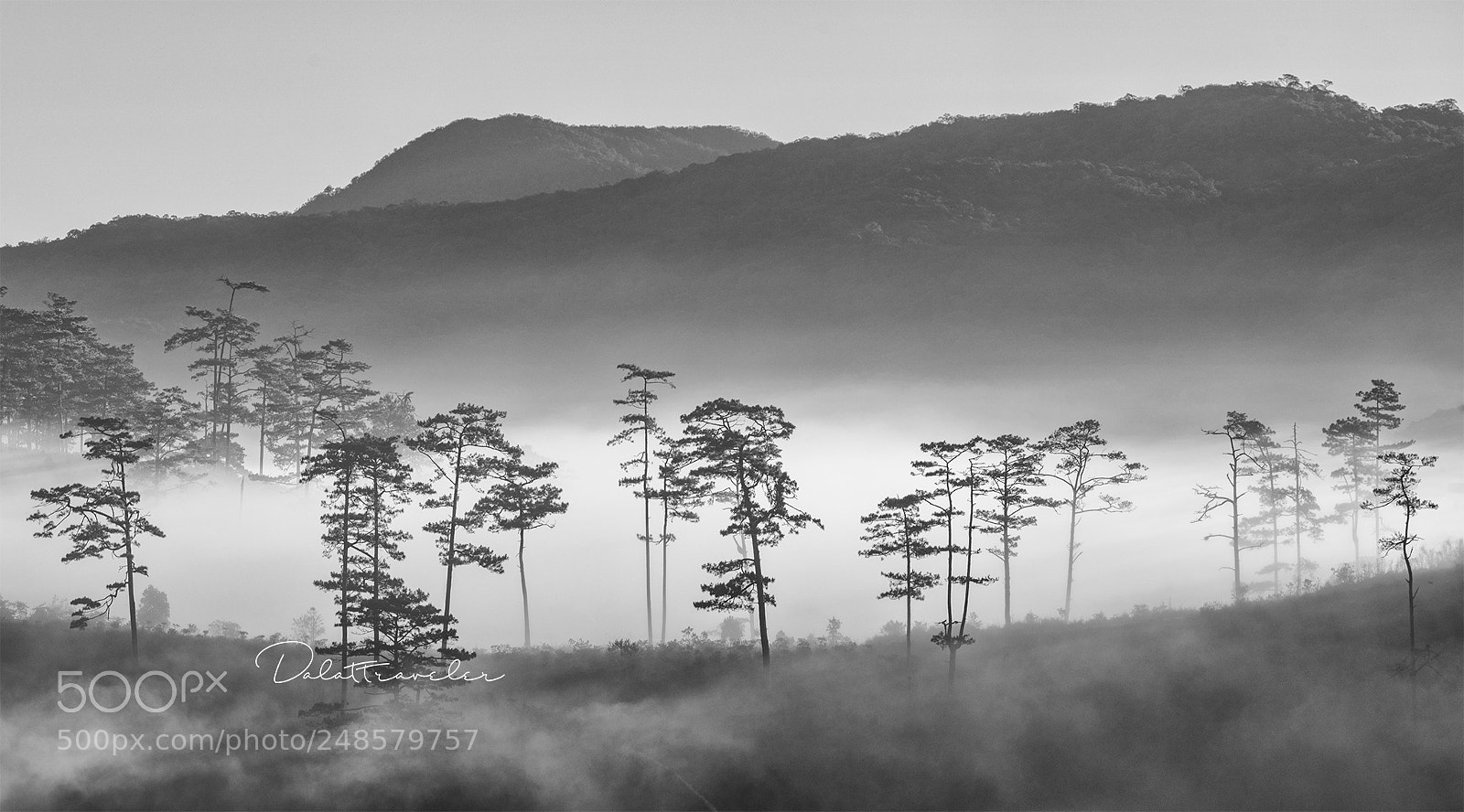 Canon EOS 5DS R sample photo. Pine hill photography
