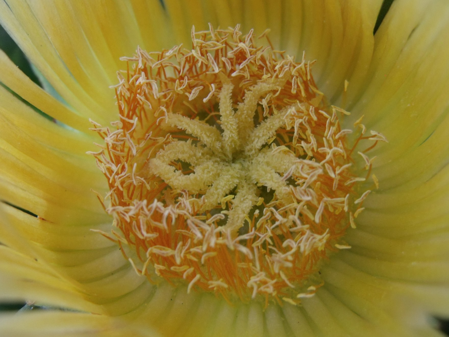 Fujifilm FinePix S1500 sample photo. Flower inside inside photography