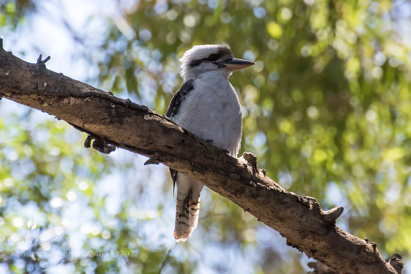 Nikon D7200 sample photo. Kookaburra photography