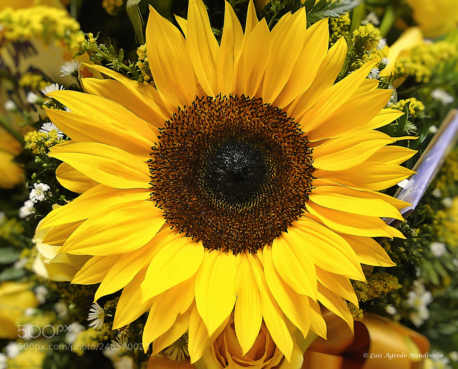 Sony Cyber-shot DSC-HX1 sample photo. Beautiful sunflower photography