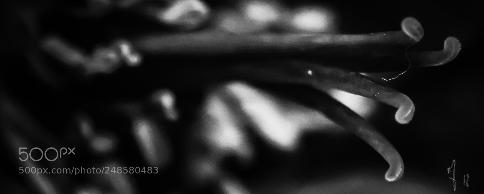 Olympus TG-5 sample photo. Une fleur photography
