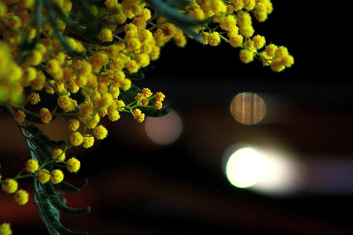 Canon EF 75-300mm f/4-5.6 sample photo. С  праздником дорогие  женщины ! photography