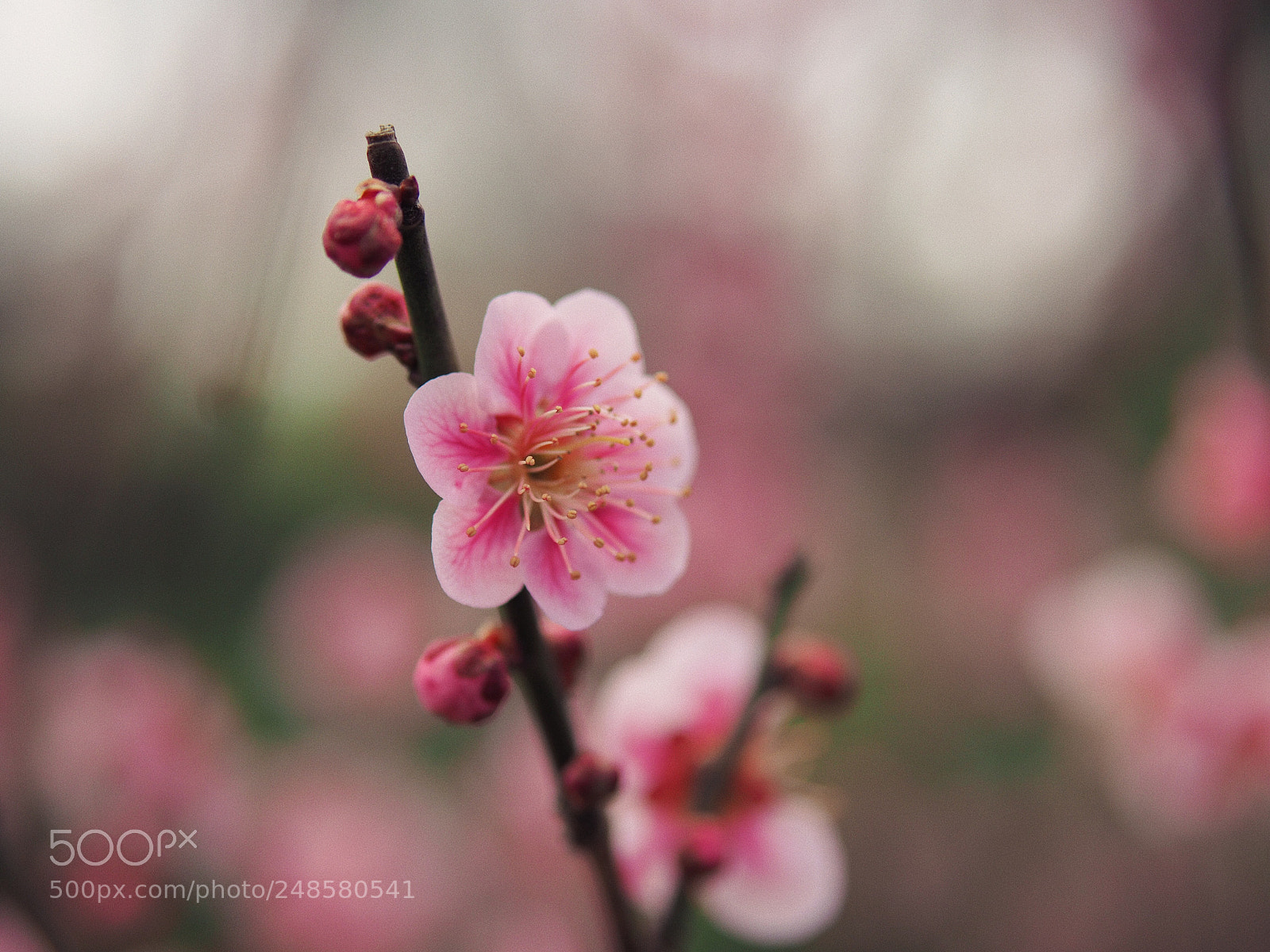 Olympus OM-D E-M10 II sample photo. Passion to life  photography