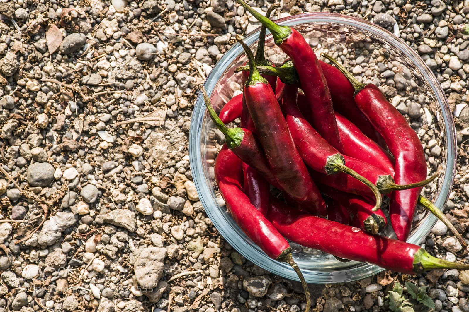 Nikon D5300 sample photo. Red chillies photography