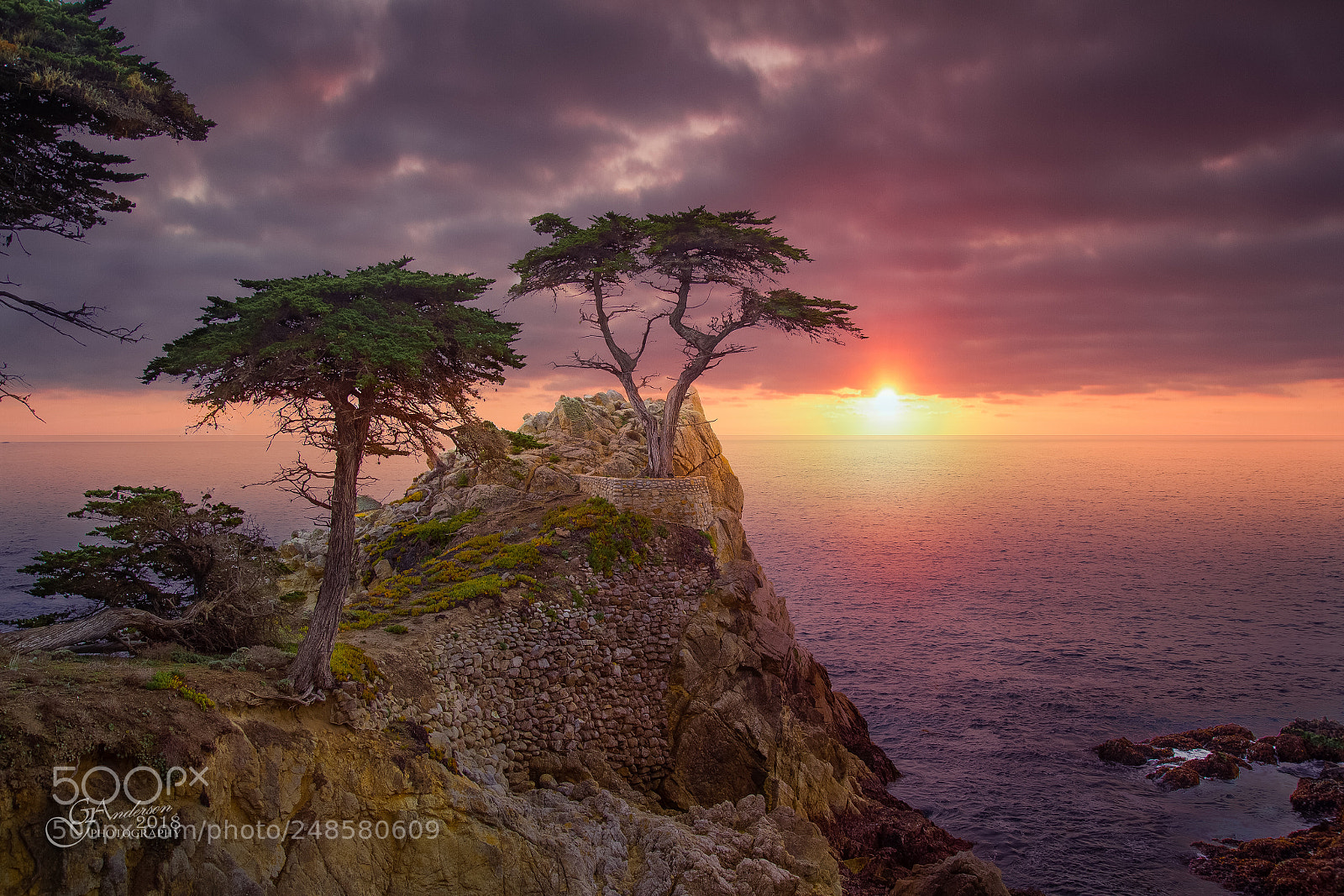 Canon EOS-1D X sample photo. The lone cypress photography
