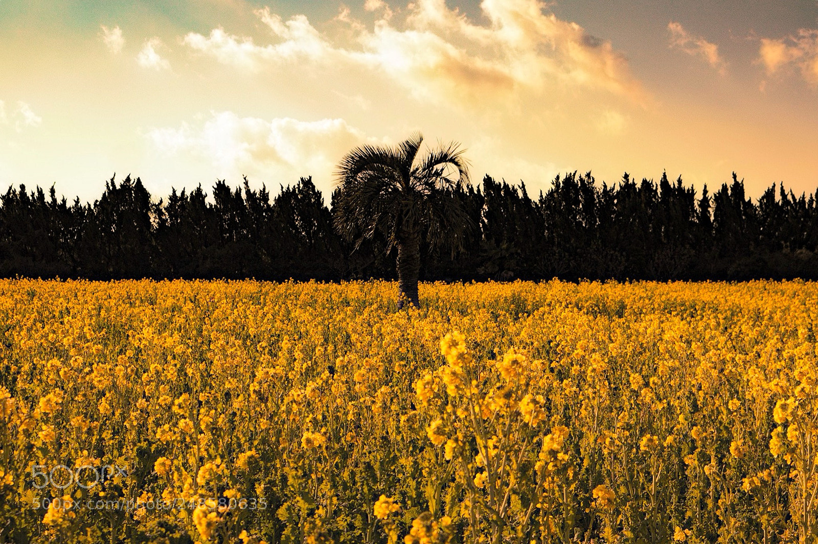 Canon EOS 100D (EOS Rebel SL1 / EOS Kiss X7) sample photo. Field of canola flower photography