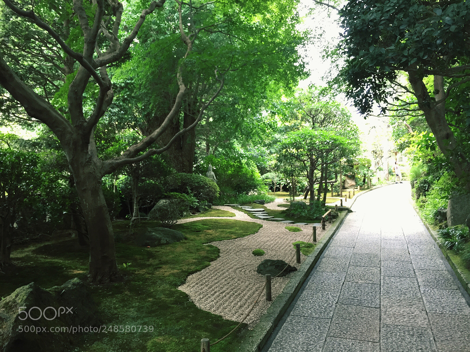 Apple iPhone 6 sample photo. Zen grove photography