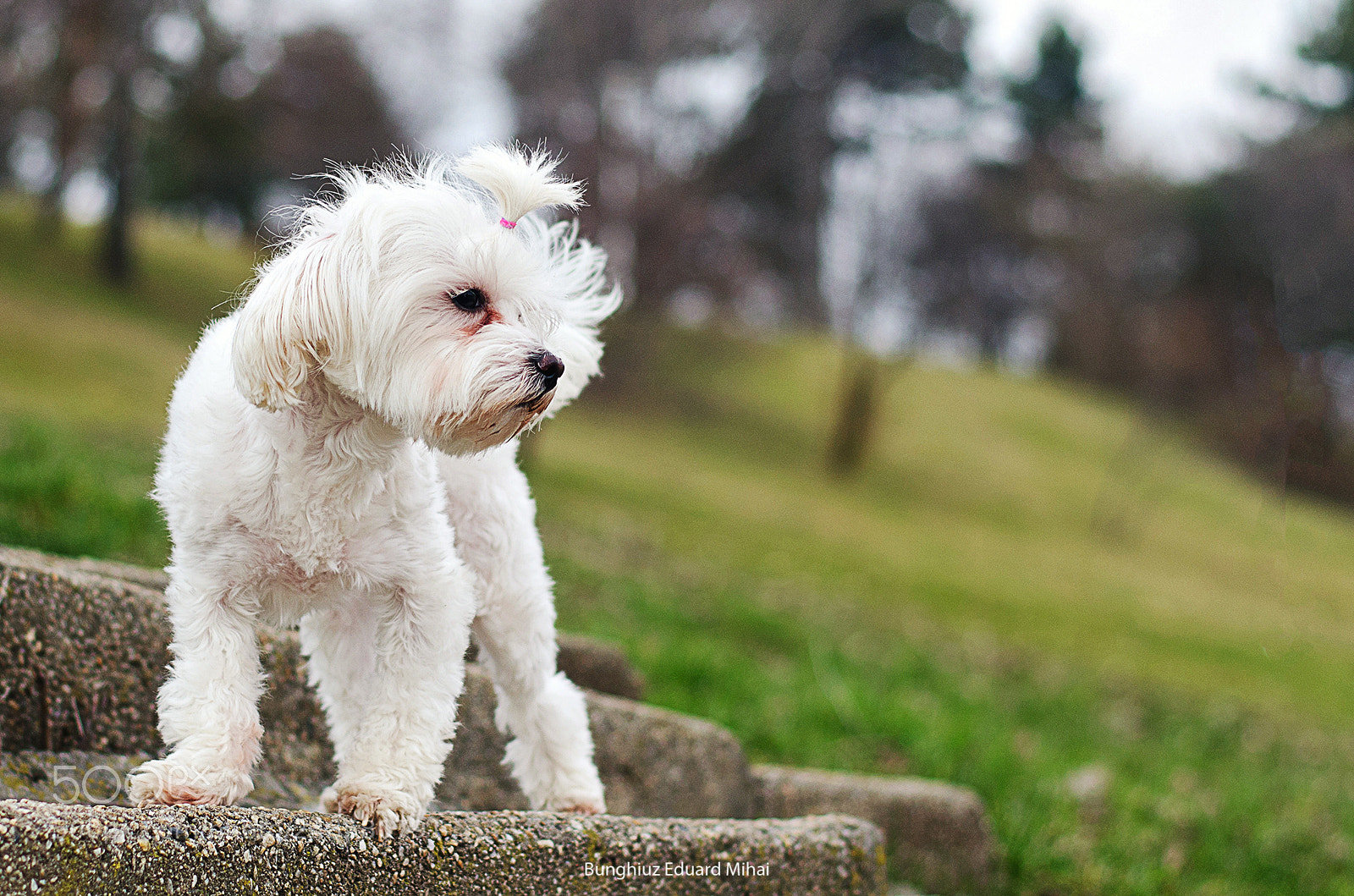 Nikon D5100 sample photo. Bichon photography