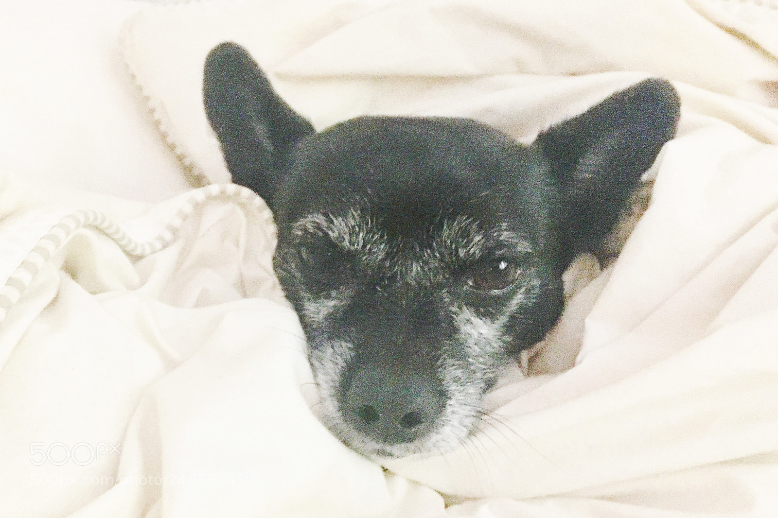 Apple iPhone 6s sample photo. Sweet flips floating head photography
