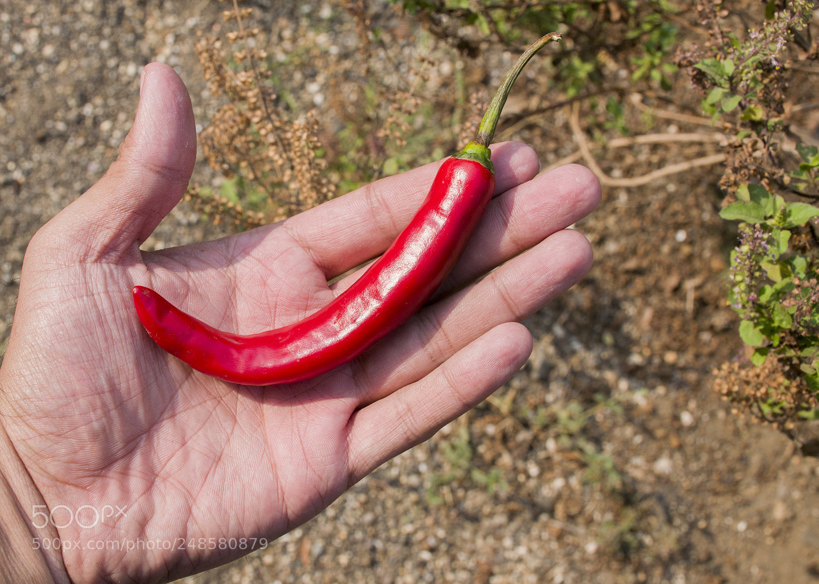 Nikon D5300 sample photo. Chilli in hand photography
