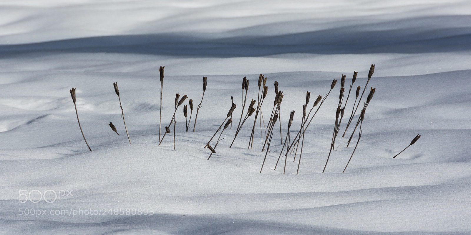 Nikon D7100 sample photo. Dormant meadow grass in photography