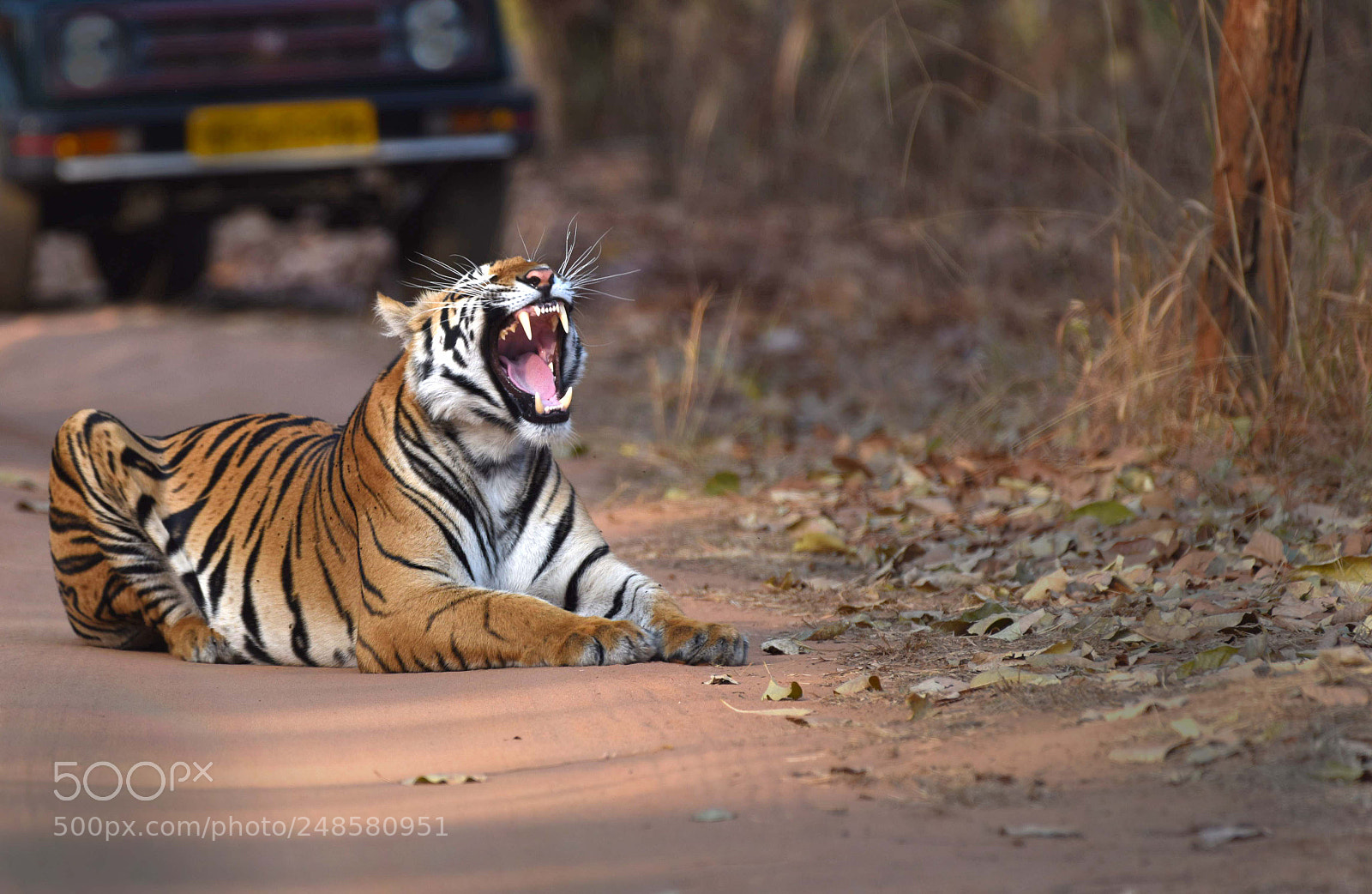 Nikon D810 sample photo. Spotty tigress' cub, bandhavgarh photography
