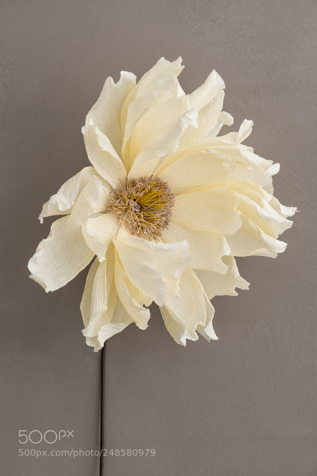 Sony a7R III sample photo. Single faded coral charm photography