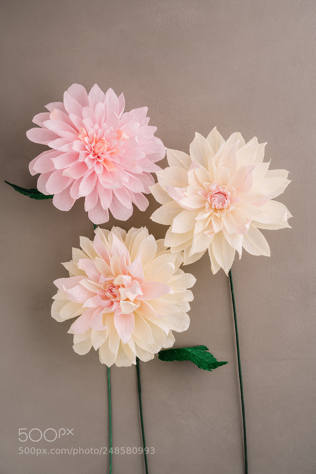 Sony a7R III sample photo. Three paper dahlias photography