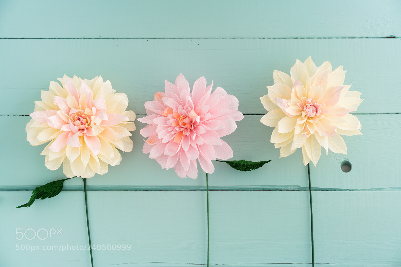 Sony a7R III sample photo. Three paper dahlias photography