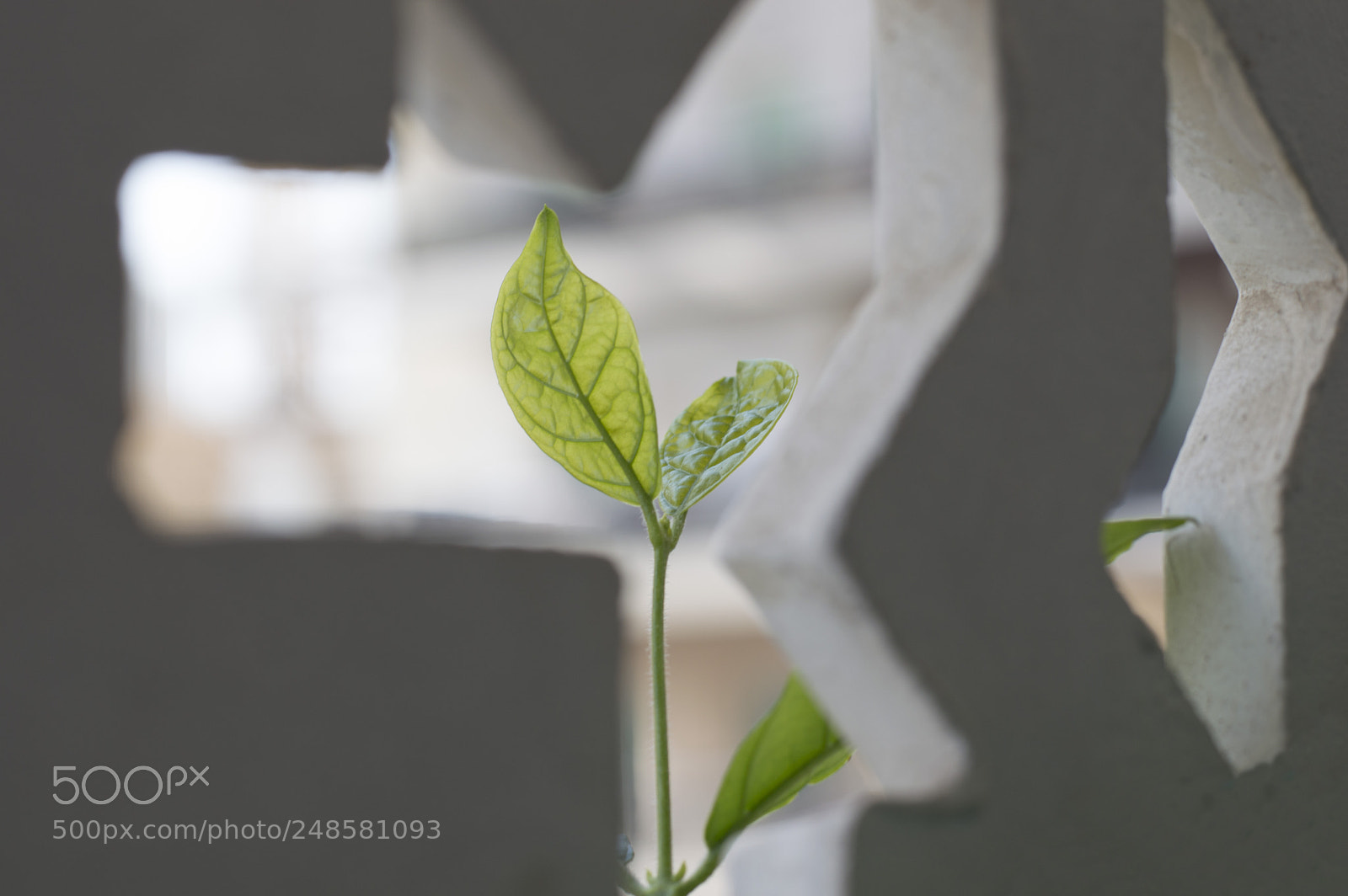 Nikon D3200 sample photo. Jasmine through the wall.. photography