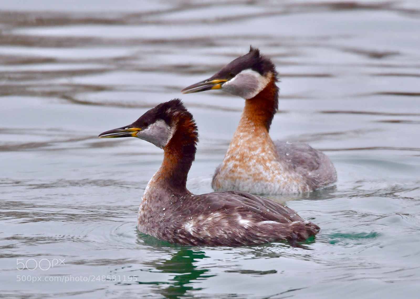 Nikon D5 sample photo. Red-necked grebe couple photography