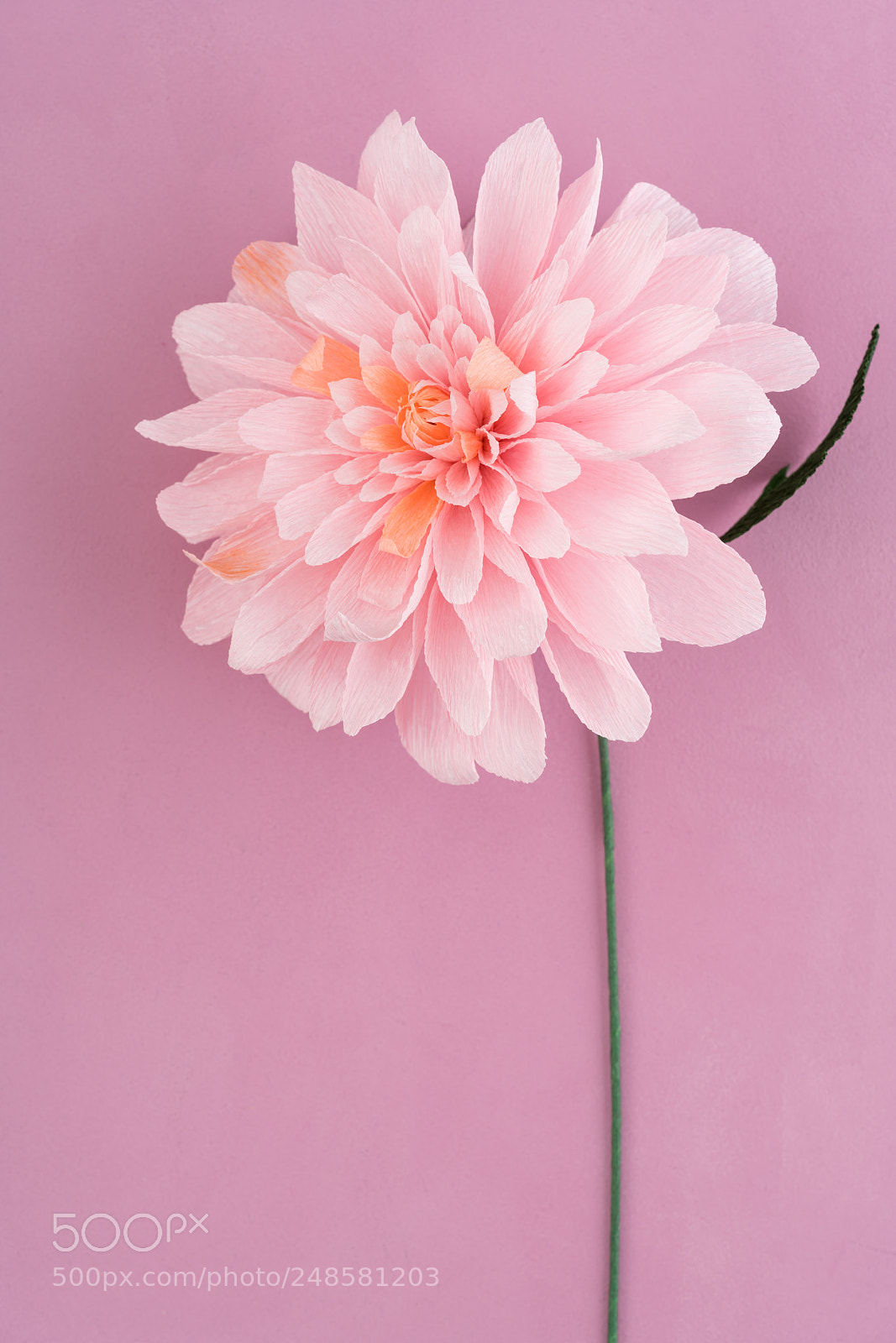 Sony a7R III sample photo. Crepe paper dahlia photography