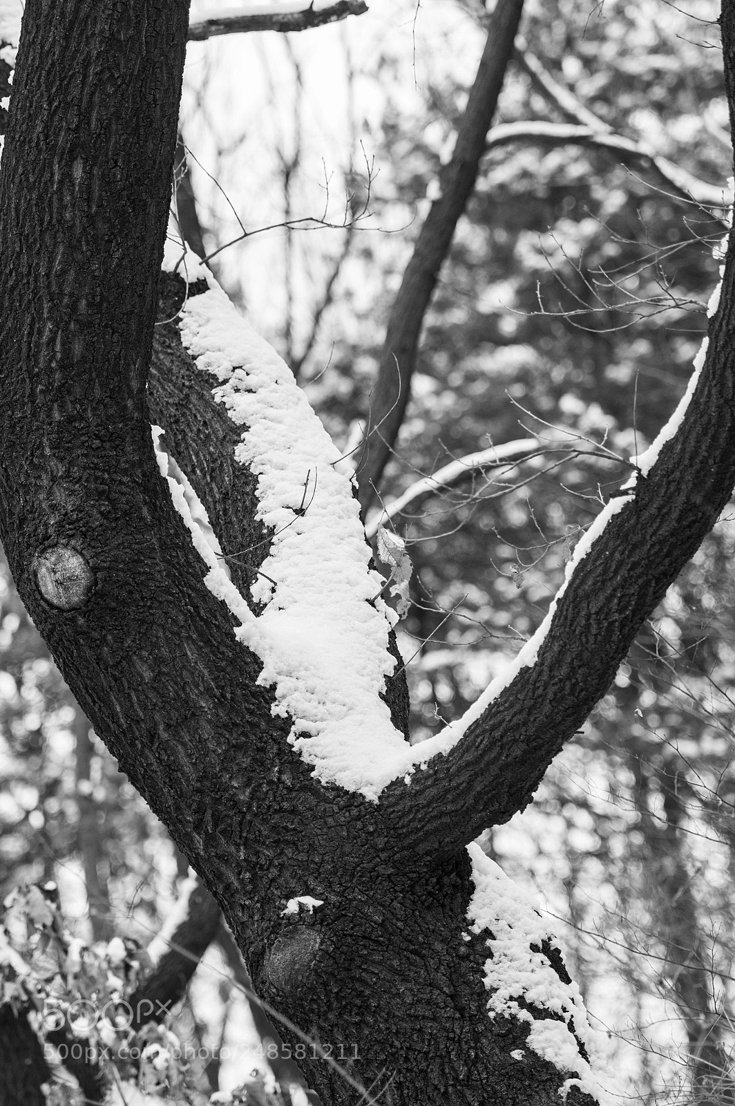 Pentax K-3 sample photo. Coxistence photography