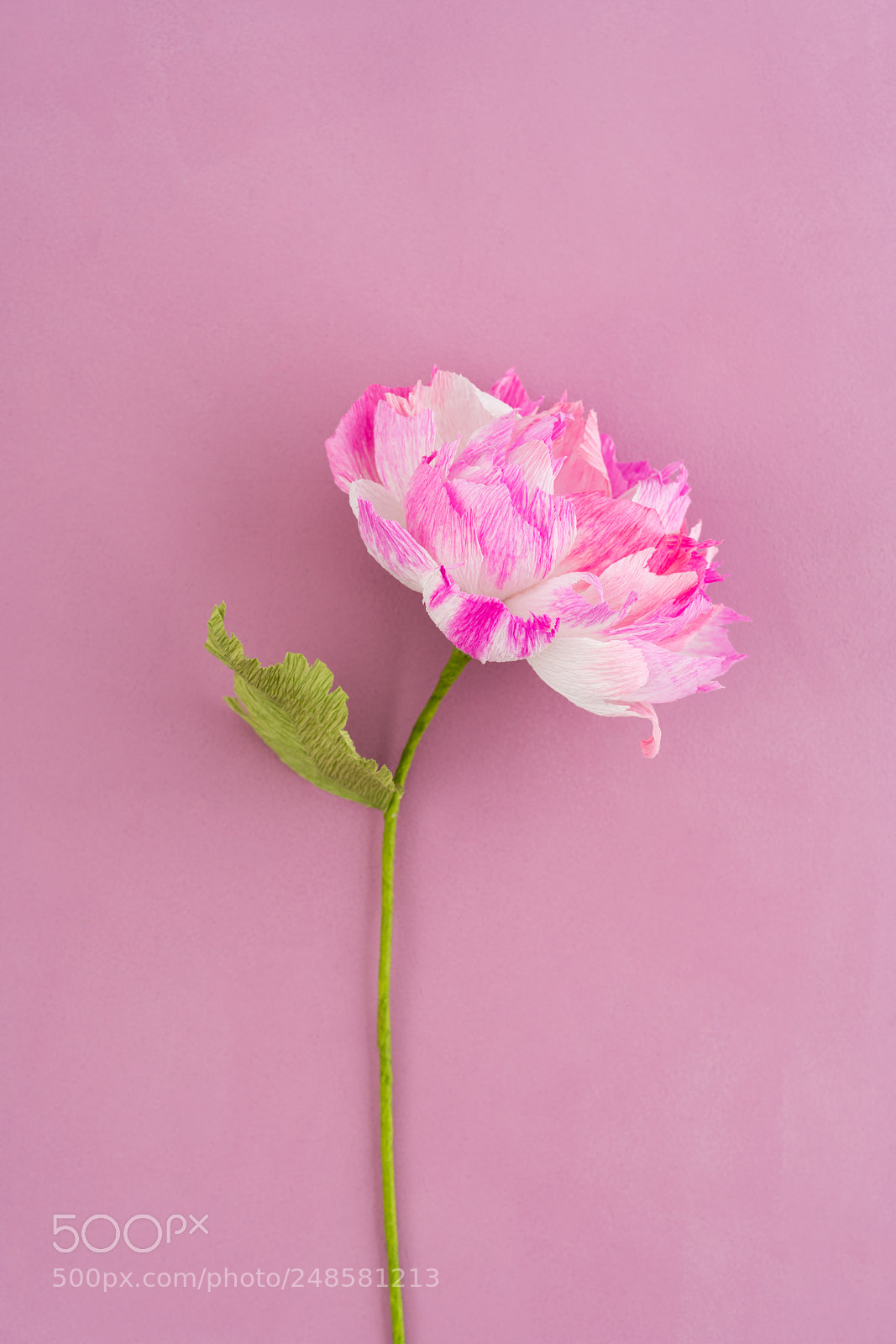 Sony a7R III sample photo. Crepe paper peony photography