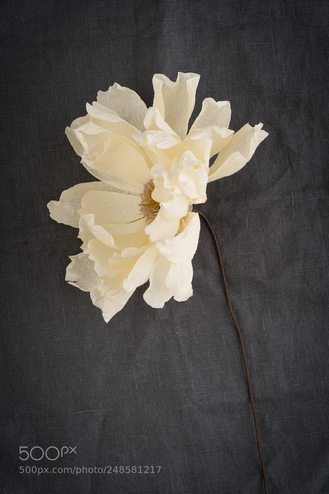 Sony a7R III sample photo. Single faded coral charm photography