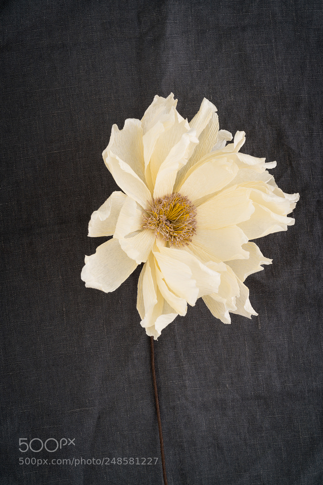 Sony a7R III sample photo. Single faded coral charm photography
