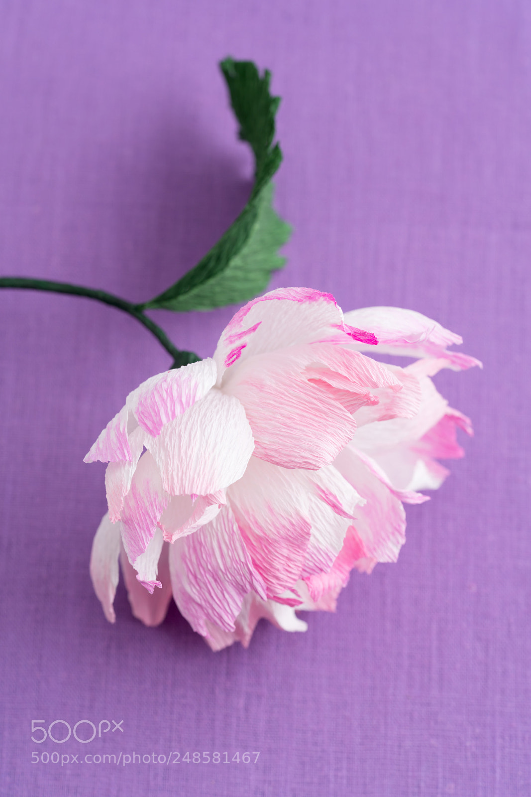 Sony a7R III sample photo. Crepe paper peony photography