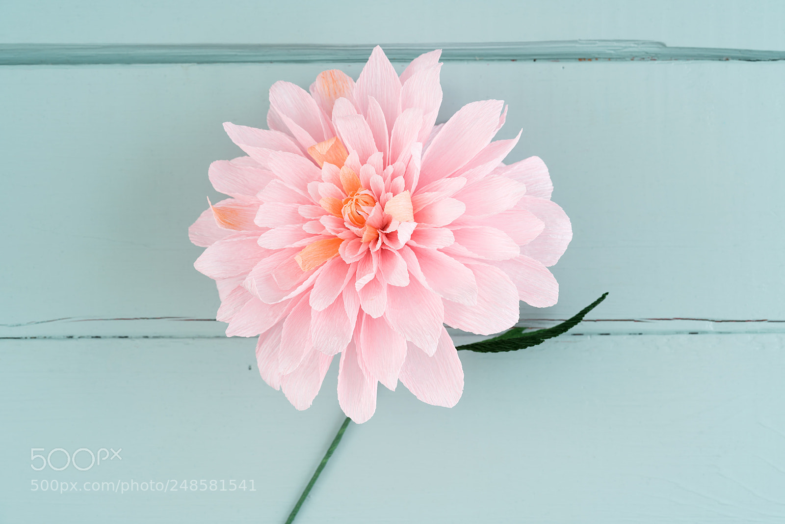 Sony a7R III sample photo. Single paper dahlia flower photography