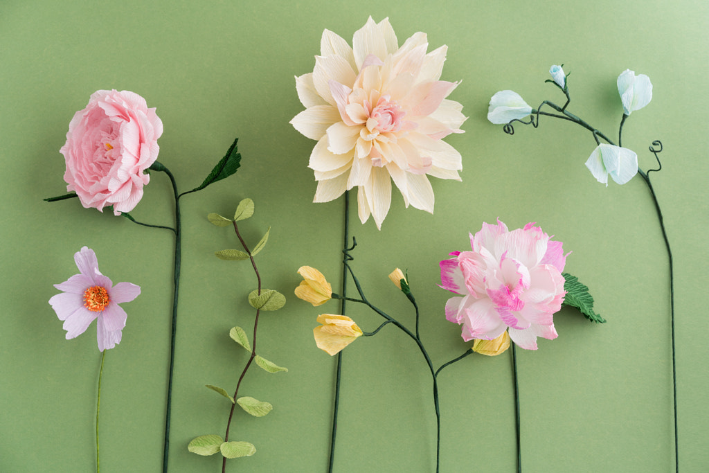 Crepe paper flowers by Elisabeth Coelfen on 500px.com